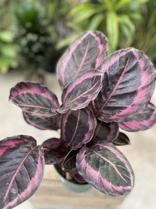 ASST CALATHEA 6" - image 2