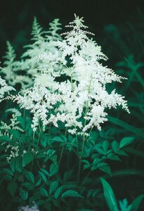 ASTILBE BRIDAL VEIL 1G