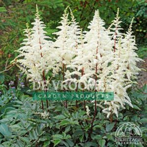 ASTILBE CAPPUCCINO 1G