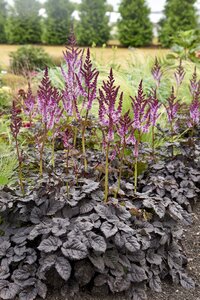 ASTILBE DARK SIDE OF THE MOON (PW) 8"