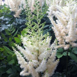 ASTILBE DIAMONDS AND PEARLS 1G