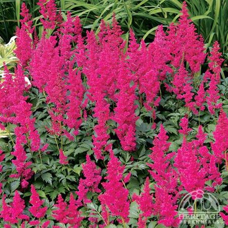 ASTILBE FANAL 1G