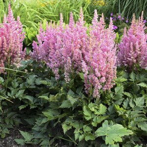 ASTILBE LITTLE VISION IN PINK 1G