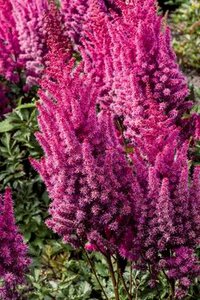 ASTILBE LOWLANDS RUBY RED 2G
