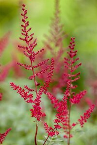 ASTILBE MONTGOMERY - image 1
