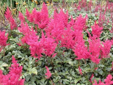 ASTILBE MONTGOMERY - image 2