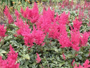ASTILBE MONTGOMERY - image 2