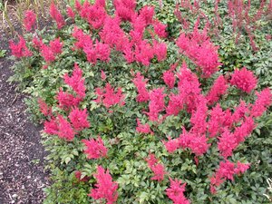 ASTILBE MONTGOMERY - image 3
