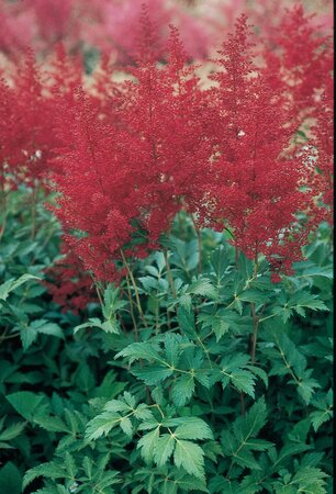 ASTILBE MONTGOMERY 1G