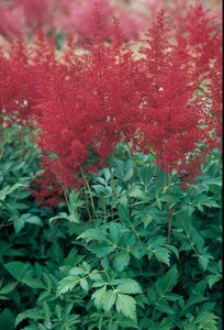 ASTILBE MONTGOMERY 1G