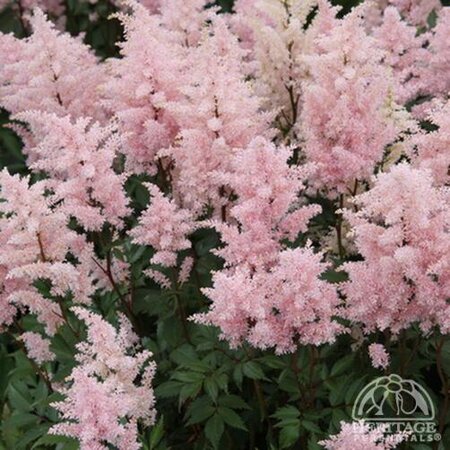 ASTILBE PEACH BLOSSOM 1G