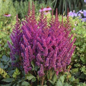 ASTILBE VISION IN PINK 1G