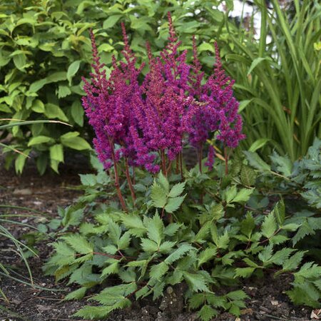 ASTILBE VISION IN RED 1G