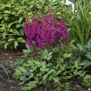 ASTILBE VISION IN RED 1G
