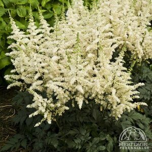ASTILBE VISION IN WHITE 1G