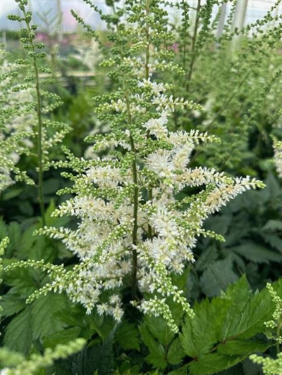 ASTILBE VISION IN WHITE DELIGHT 1G