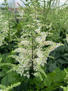 ASTILBE VISION IN WHITE DELIGHT 1G