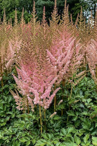 ASTILBE VISIONS INFERNO 1G