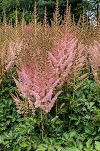 ASTILBE VISIONS INFERNO 1G