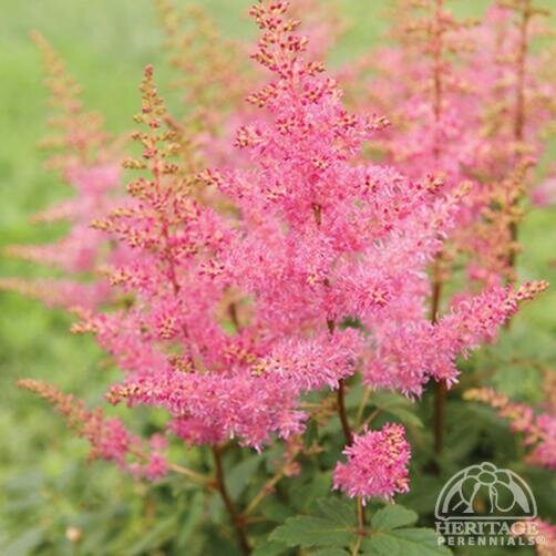 ASTILBE YOUNIQUE LILAC 1G