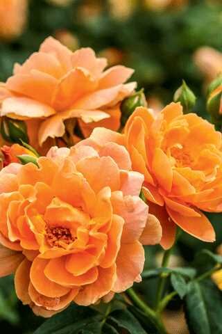 AT LAST ROSE 30CM PW