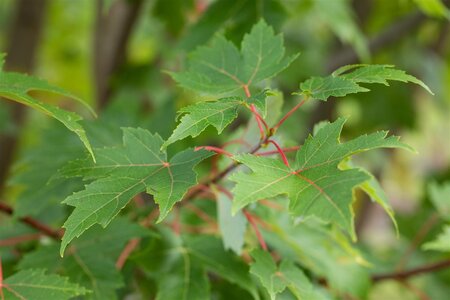 AUTUMN BLAZE MAPLE 100MM - image 3