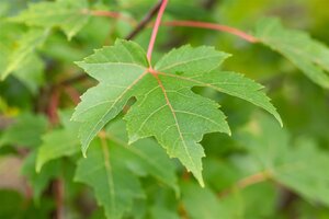 AUTUMN BLAZE MAPLE 100MM - image 4