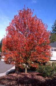 AUTUMN BLAZE MAPLE 200 CM - image 2