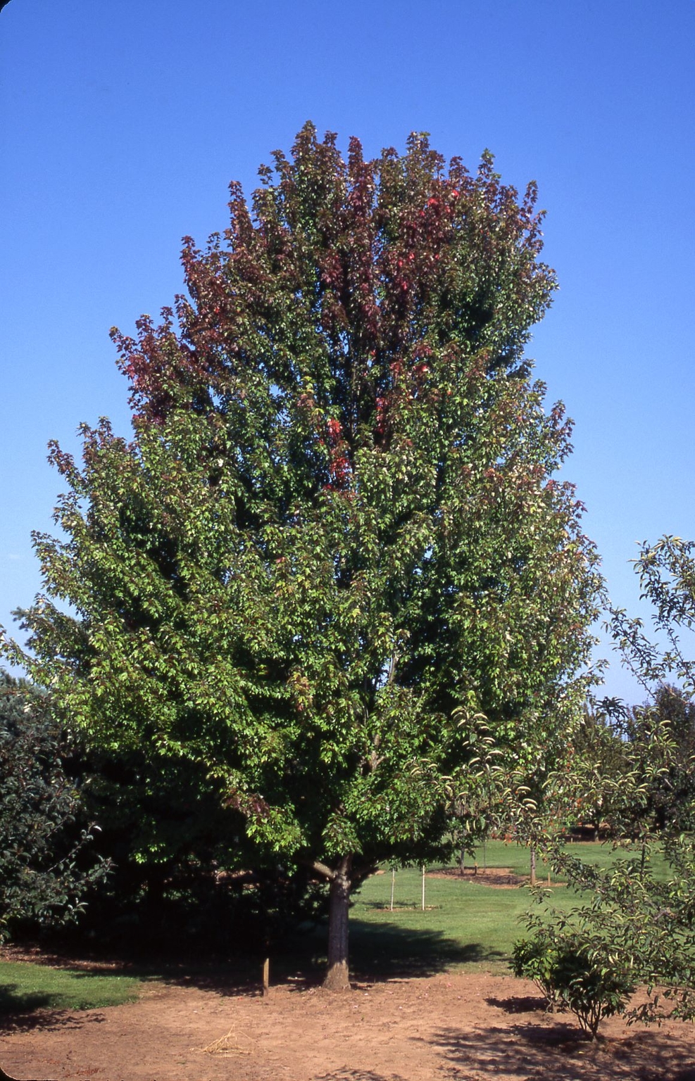 AUTUMN BLAZE MAPLE 45MM - Oxford Insta-Shade