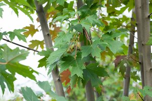 AUTUMN BLAZE MAPLE 60MM - image 6