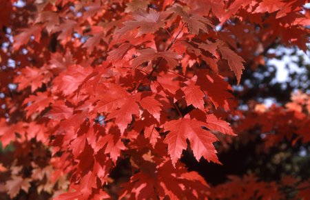 AUTUMN BLAZE MAPLE 60MM - image 3