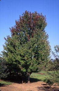 AUTUMN BLAZE MAPLE 60MM - image 2