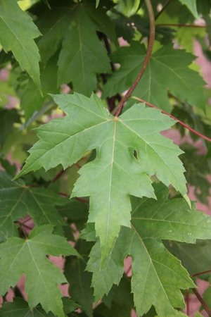 AUTUMN BLAZE MAPLE 60MM - image 1