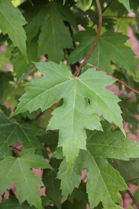 AUTUMN BLAZE MAPLE 60MM - image 1