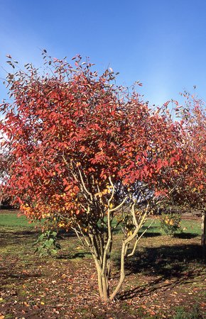 AUTUMN BRILLIANCE SERVICEBERRY 150CM - image 1