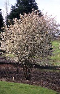 AUTUMN BRILLIANCE SERVICEBERRY 150CM - image 4