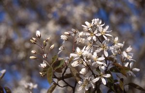 AUTUMN BRILLIANCE SERVICEBERRY 150CM - image 2