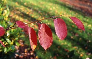 AUTUMN BRILLIANCE SERVICEBERRY 150CM - image 5