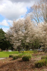 AUTUMN BRILLIANCE SERVICEBERRY 150CM - image 3