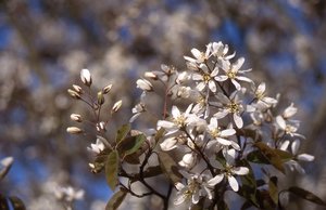 AUTUMN BRILLIANCE SERVICEBERRY 150CM - image 1