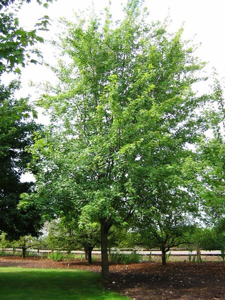 AUTUMN FANTASY MAPLE 250 CM