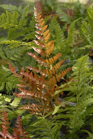 AUTUMN FERN BRILLIANCE 1G