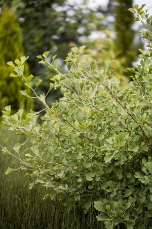 AUTUMN GOLD GINKGO 200CM - image 2