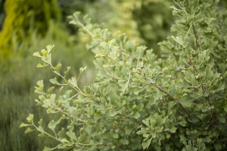 AUTUMN GOLD GINKGO 200CM - image 1
