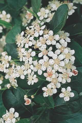 AUTUMN MAGIC CHOKEBERRY 40CM