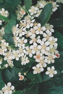 AUTUMN MAGIC CHOKEBERRY 40CM