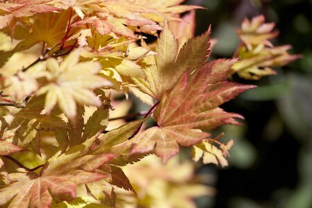 AUTUMN MOON JAPANESE MAPLE 100CM - image 4