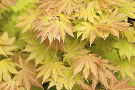 AUTUMN MOON JAPANESE MAPLE 100CM - image 5