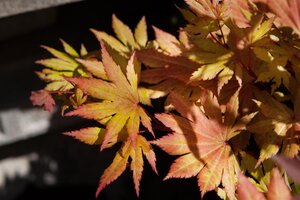 AUTUMN MOON JAPANESE MAPLE 100CM - image 5