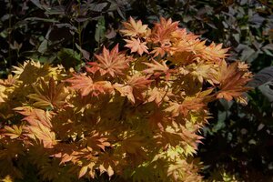 AUTUMN MOON JAPANESE MAPLE 100CM - image 3